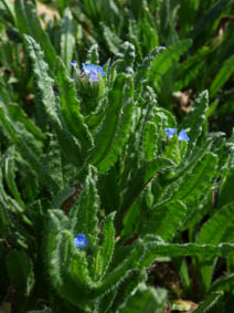 Anchusa arvensis